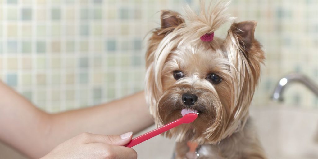Best dog toothpaste in UK
