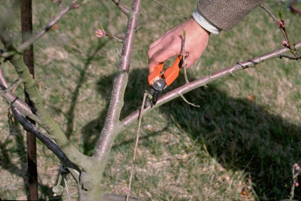 How to Properly Prune a tree