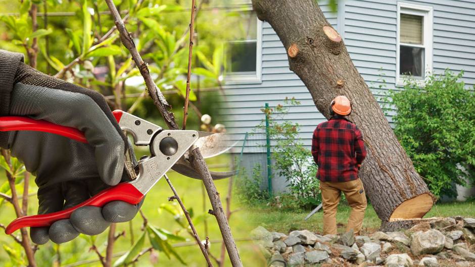What Should You Seek in a Tree Removal Solution?
