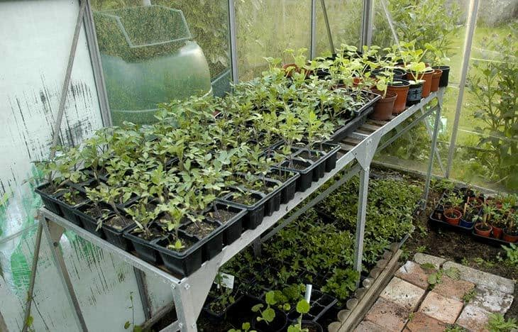 Greenhouse Staging – How to Make a Big Difference to Your Greenhouse