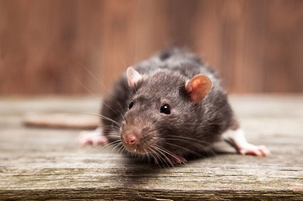 Make Your House Rat-Free With These Simple Steps