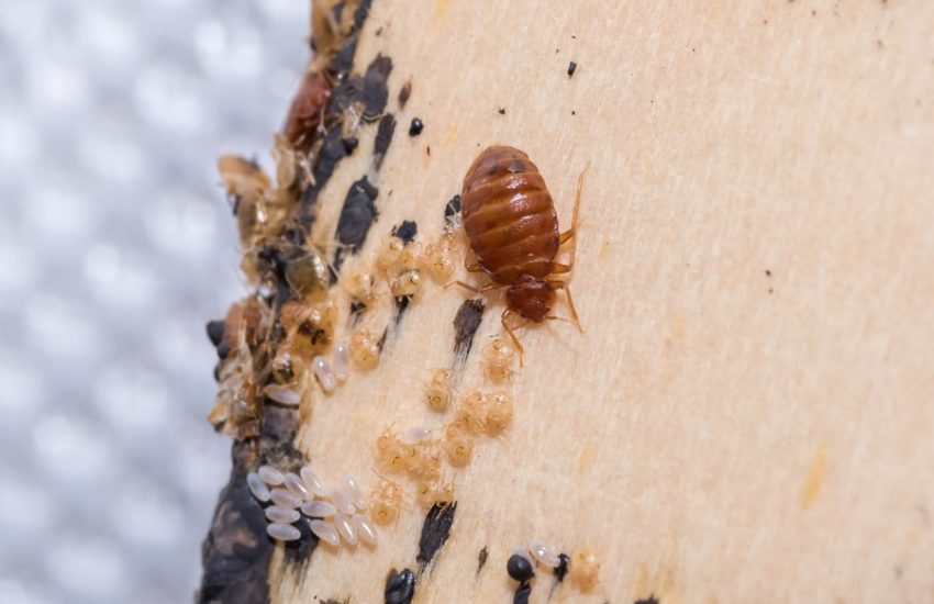 What causes bed bugs
