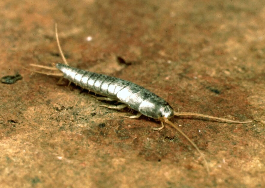 Keep the Silverfish Out
