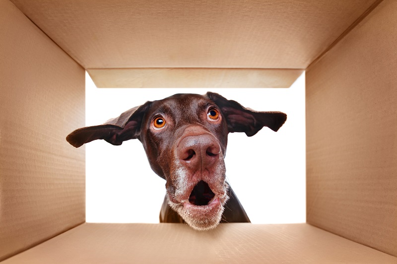 Moving Made Easy With Your Pet