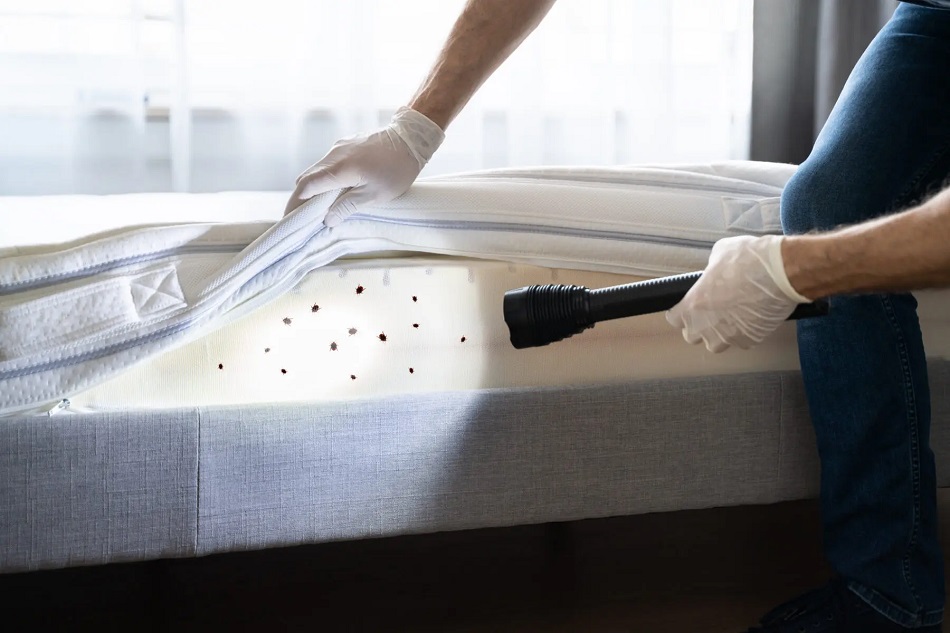 Rising Demand for Bed Bug Treatments In London
