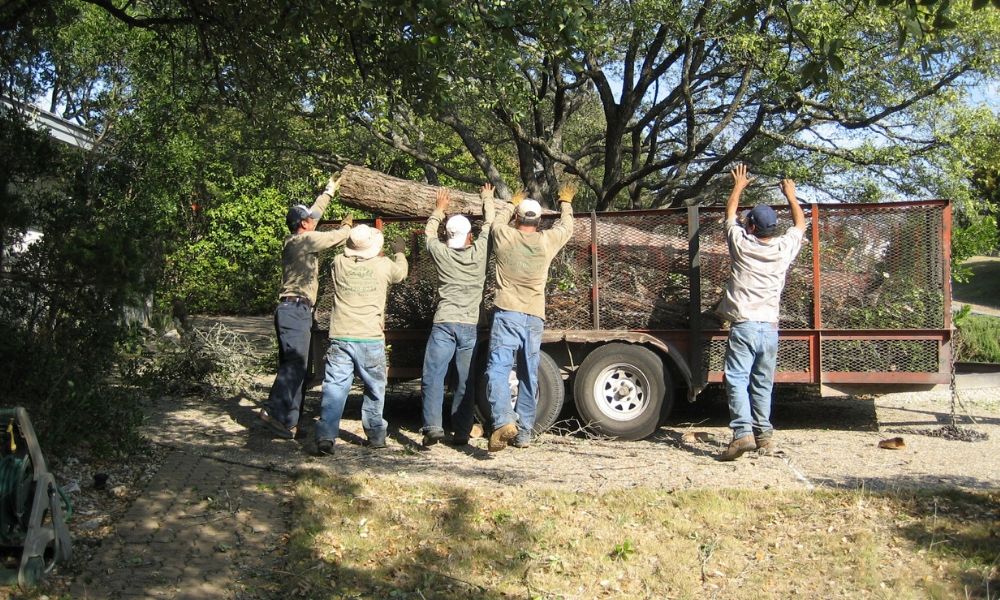 Safety first – Understanding the importance of professional tree removal services