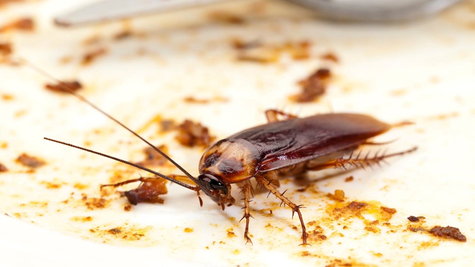Roach Control for Airbnb Hosts in Arizona: Maintaining Positive Reviews