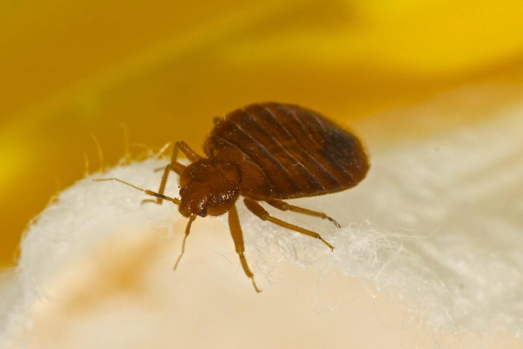 How to Deal With Bed Bugs – Everything You Need to Know