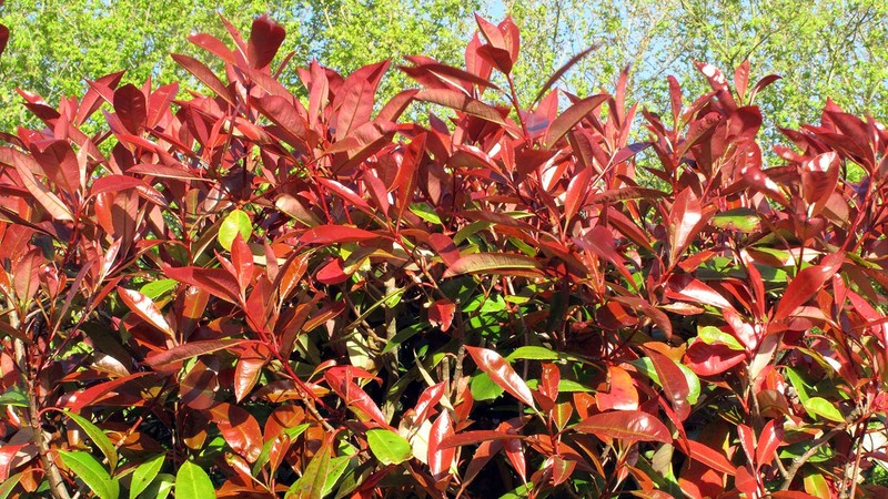 Why Elaeagnus Hedging Plants Are a Great Choice for functional hedges?