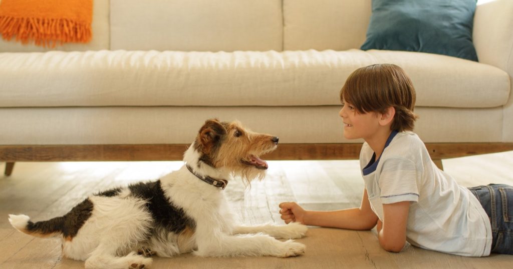 Pet Hair, Dirt, and Dust – Gone With a Hassle-Free Cleaning Routine