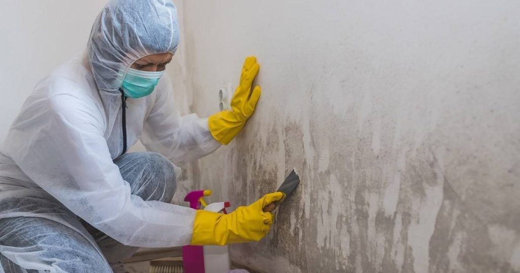 Avoid the Mold Discomfort by Engaging with Professional Service