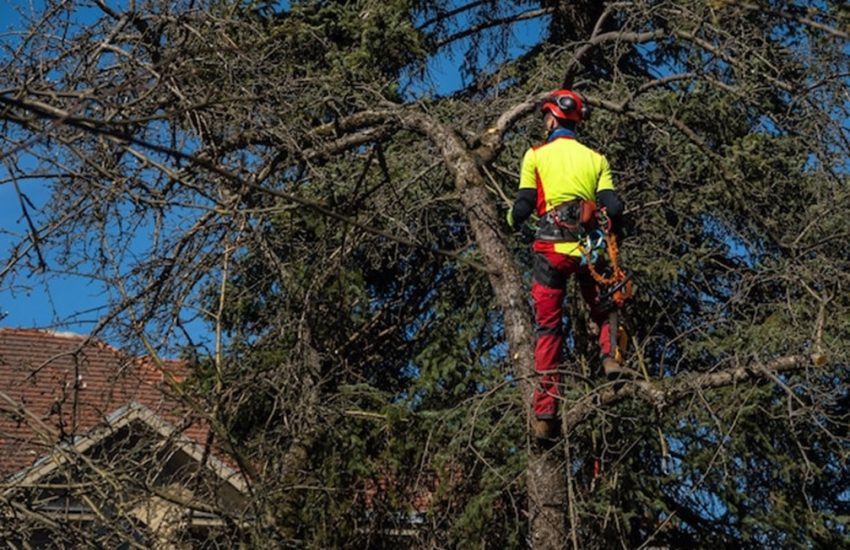 Trusted-Tree-Care-Solutions