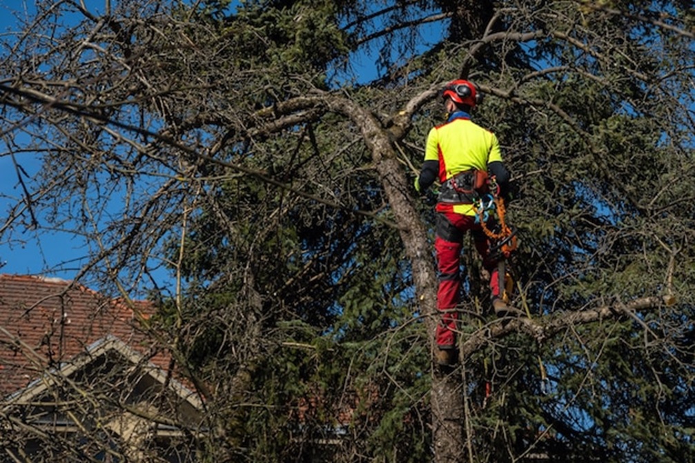 Trusted-Tree-Care-Solutions