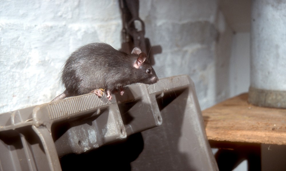 Are Roof Rats a Concern in Longview Homes?