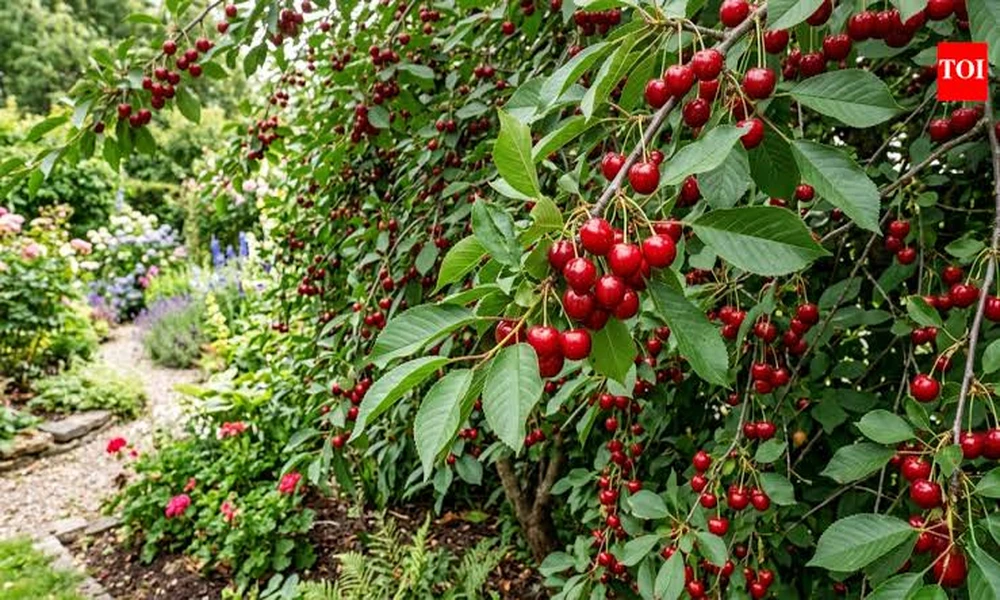 Pale, Dark, or Spotted Leaves on Fruit Trees for Sale: A Nursery Specialist Diagnostic Guide