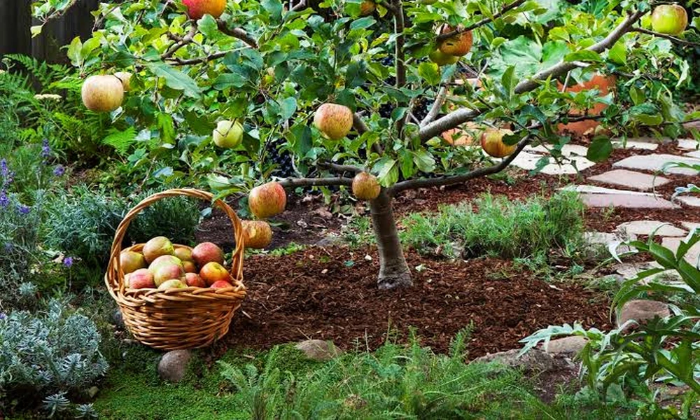 Professional Advice: Top 5 Rootstock Decisions That Shape How You Buy Fruit Trees